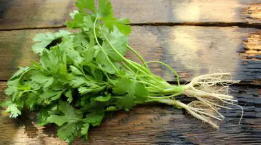 garnishing-instructions-image